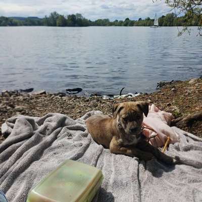Hundetreffen-Welpentreffen-Bild