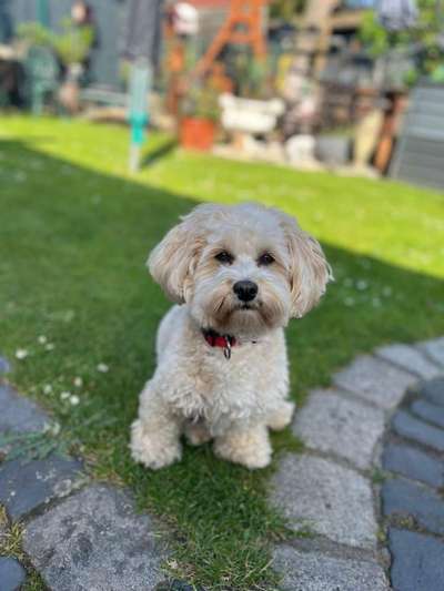 Hundetreffen-Lustiger Havaneser sucht Spielkameraden-Bild