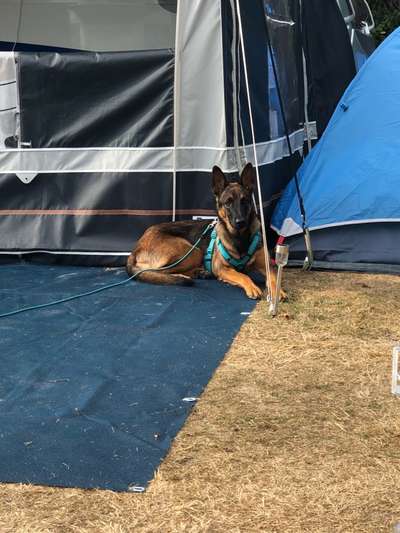 Camping mit Hund/en-Beitrag-Bild