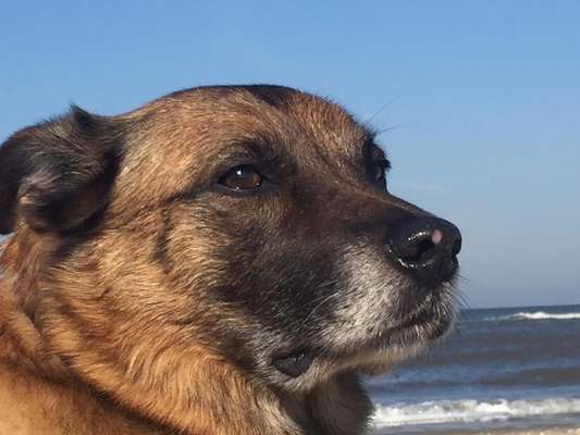 Alles rund um den Schäferhund, diskutieren erwünscht.-Beitrag-Bild