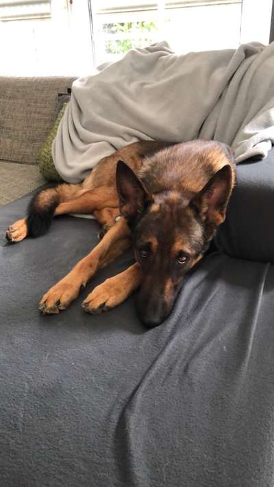 Hündin knurrt bei Leckerli weg nehmen..-Beitrag-Bild