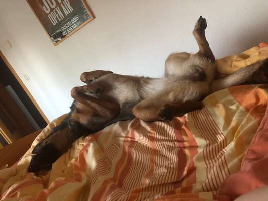 Darf der Hund bei Euch im Bett schlafen?-Beitrag-Bild