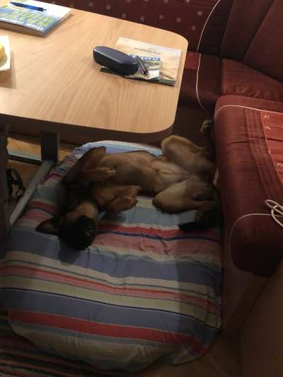 Alles rund um den Schäferhund, diskutieren erwünscht.-Beitrag-Bild