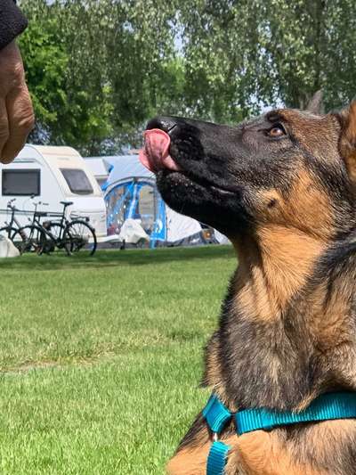 Tongue Out Tuesday-Beitrag-Bild