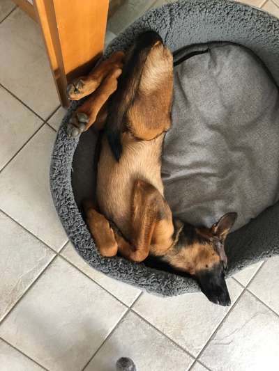 Alles rund um den Schäferhund, diskutieren erwünscht.-Beitrag-Bild