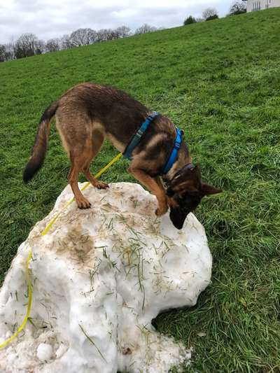 24. Collage-Challenge  *Hund im Schnee*-Beitrag-Bild