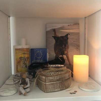 Andenken nach dem Verlust des Seelenhundes-Beitrag-Bild