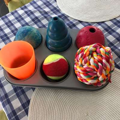 Spiele für Welpen-Beitrag-Bild