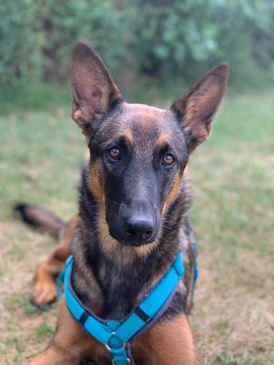 Deutsche Schäferhunde, Belgische Schäferhunde.-Beitrag-Bild