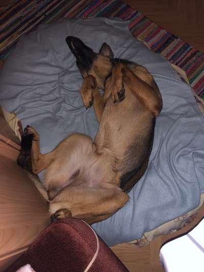 Dogorama Photo Challenge - Zeigt her eure Bäuche-Beitrag-Bild