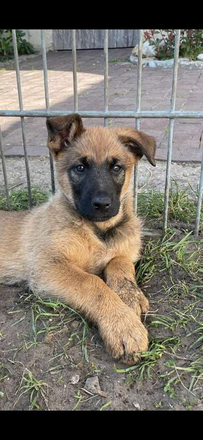 Ohrstellung bei Zahnwechsel-Beitrag-Bild