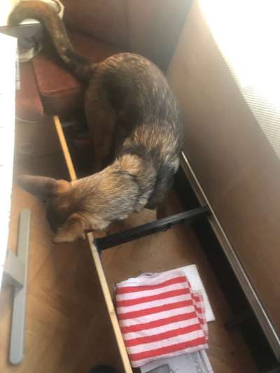 Alles rund um den Schäferhund, diskutieren erwünscht.-Beitrag-Bild