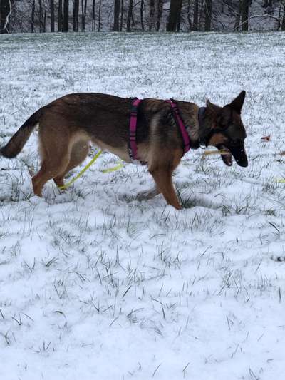 Alles rund um den Schäferhund, diskutieren erwünscht.-Beitrag-Bild