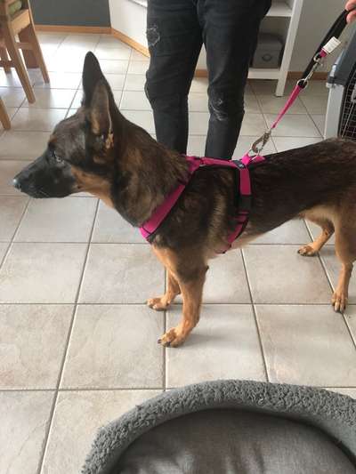 Alles rund um den Schäferhund, diskutieren erwünscht.-Beitrag-Bild