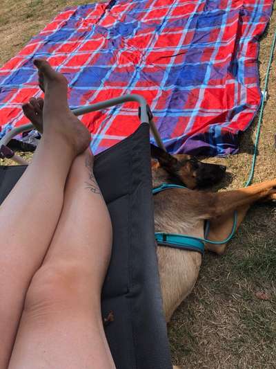 Alles rund um den Schäferhund, diskutieren erwünscht.-Beitrag-Bild