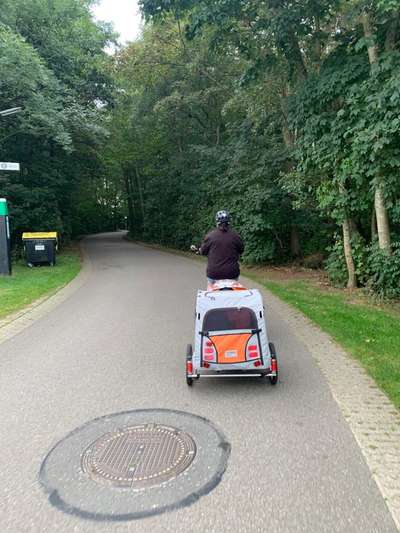 Fahrradfahren mit Hund im Anhänger-Beitrag-Bild