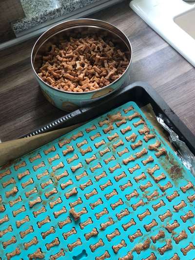 Alles rund um den Schäferhund, diskutieren erwünscht.-Beitrag-Bild