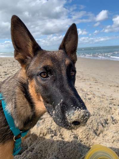 Hunde Porträt (Portrait) Galerie....-Beitrag-Bild