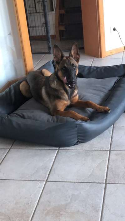 Alles rund um den Schäferhund, diskutieren erwünscht.-Beitrag-Bild