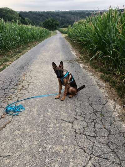 Alles rund um den Schäferhund, diskutieren erwünscht.-Beitrag-Bild