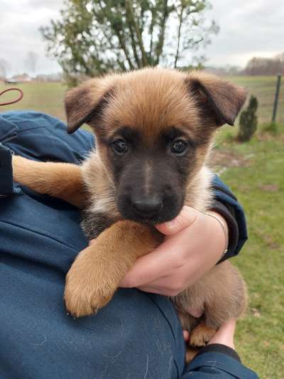 Alles rund um den Schäferhund, diskutieren erwünscht.-Beitrag-Bild