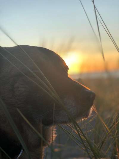 Fotochallenge Nr. 104 : Hommage an deinen ersten Hund-Beitrag-Bild