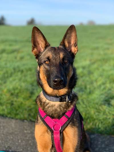 Zeigt eure Malinois!!!-Beitrag-Bild