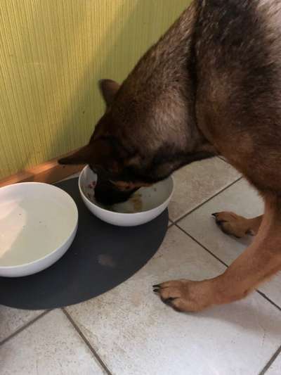 Zeigt her Eure Futternäpfe-Beitrag-Bild