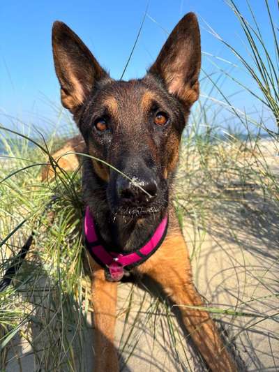 Ohrstellung bei Zahnwechsel-Beitrag-Bild