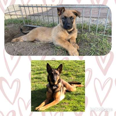 Alles rund um den Schäferhund, diskutieren erwünscht.-Beitrag-Bild