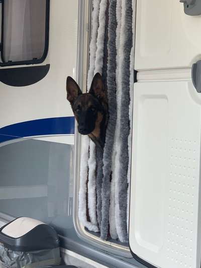 Camping mit Hund/en-Beitrag-Bild