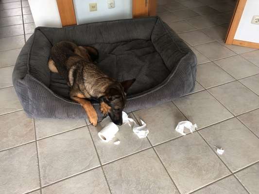 Diese Rasse - nicht noch einmal?!-Beitrag-Bild