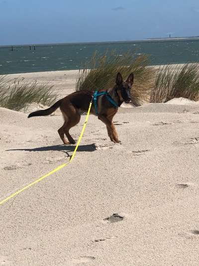 Alles rund um den Schäferhund, diskutieren erwünscht.-Beitrag-Bild