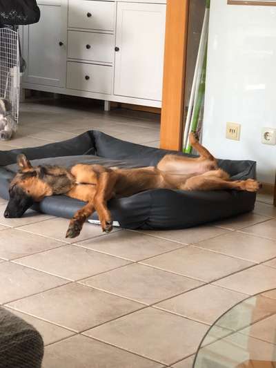 Alles rund um den Schäferhund, diskutieren erwünscht.-Beitrag-Bild