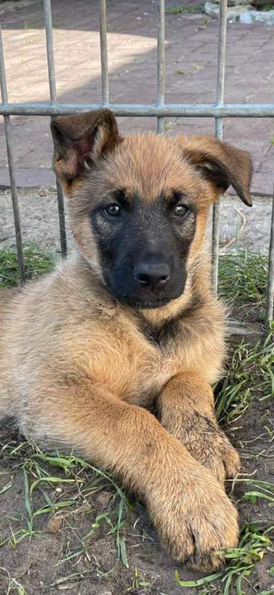 Welpen Bilder !-Beitrag-Bild