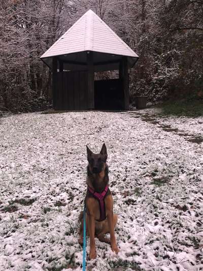 24. Collage-Challenge  *Hund im Schnee*-Beitrag-Bild