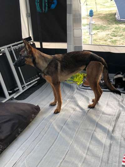 Alles rund um den Schäferhund, diskutieren erwünscht.-Beitrag-Bild