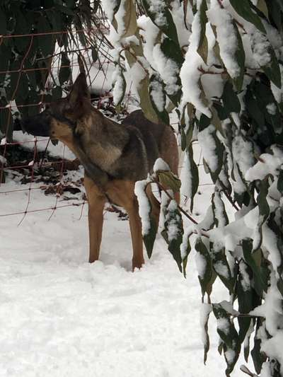 24. Collage-Challenge  *Hund im Schnee*-Beitrag-Bild