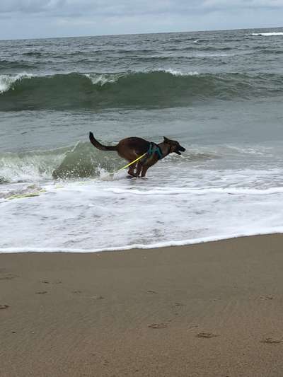 Alles rund um den Schäferhund, diskutieren erwünscht.-Beitrag-Bild