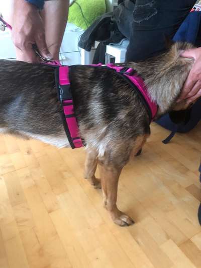 Alles rund um den Schäferhund, diskutieren erwünscht.-Beitrag-Bild