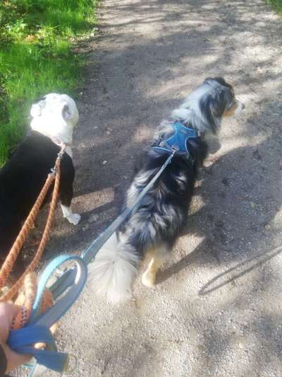 %{de_profession_title}-Gassiservice-Bild