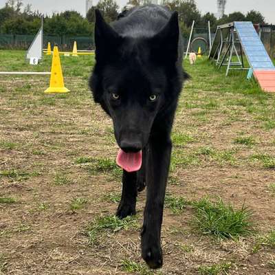 Fotosammlung: ,,Der natürliche Hund" Unbearbeitet, ungestellt und in Natura-Beitrag-Bild