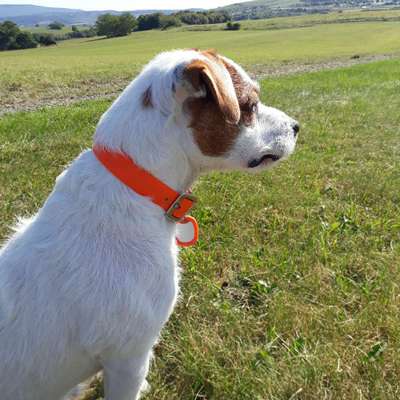 Hundetreffen-Suchen neue Hundefreunde-Profilbild