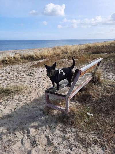 Die Dogorama Monats Challenge "Es grünt und blüht"-Beitrag-Bild