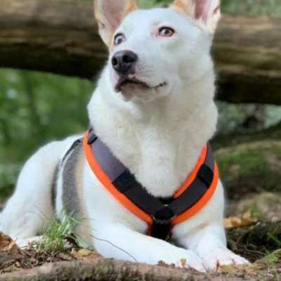 Hundetreffen-Nette Hunde für Gassirunde-Bild