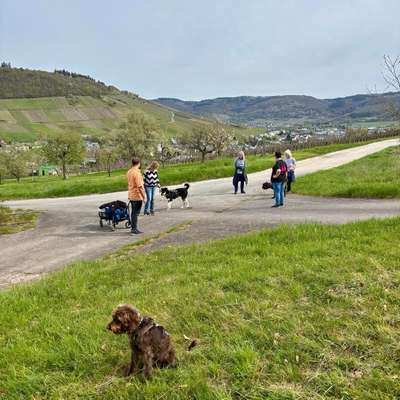 %{de_profession_title}-(Trainings-)Reisen mit Hund-Bild