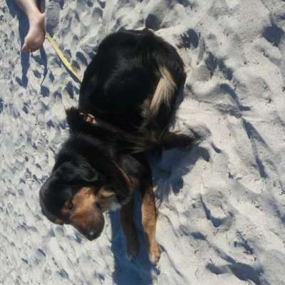 Hundetreffen-Hundespaziergang-Bild