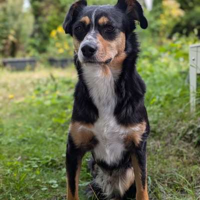 Suchmeldung-Molly-Bild
