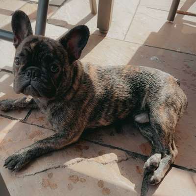 Hundetreffen-Gassi und Spiel Partner gesucht :)-Bild