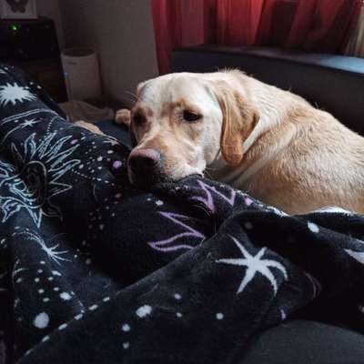 Hundetreffen-Neue Freunde für Luc-Bild